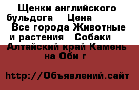 Щенки английского бульдога  › Цена ­ 60 000 - Все города Животные и растения » Собаки   . Алтайский край,Камень-на-Оби г.